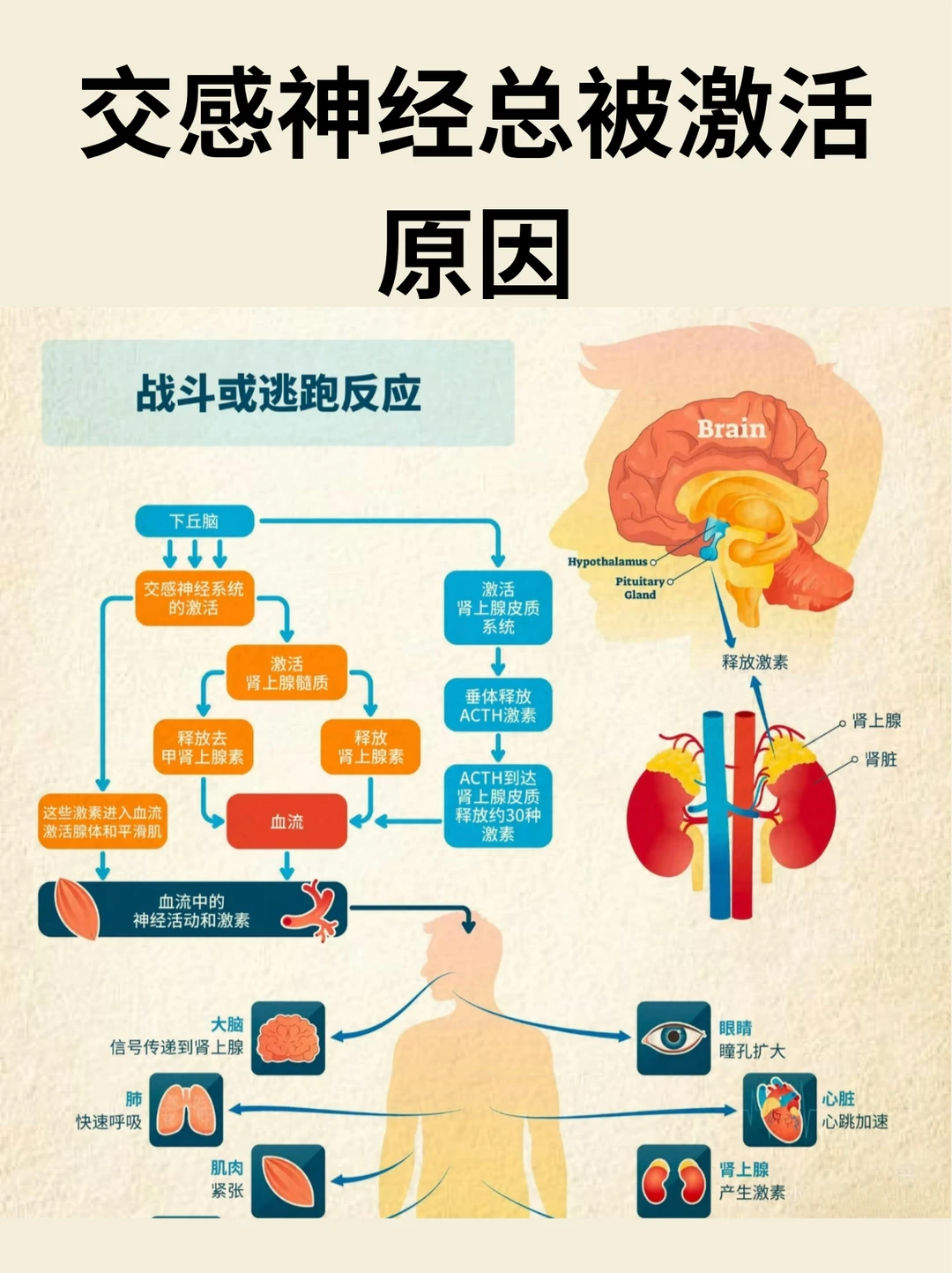 总是无法放松，交感神经太活跃