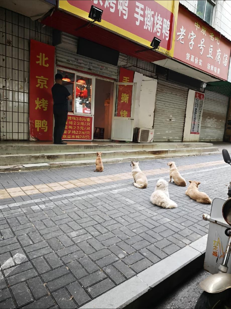 这家烤鸭店火了。河南洛阳，一烤鸭店老板坚持投喂流浪狗15年，小狗每天准时到店门口