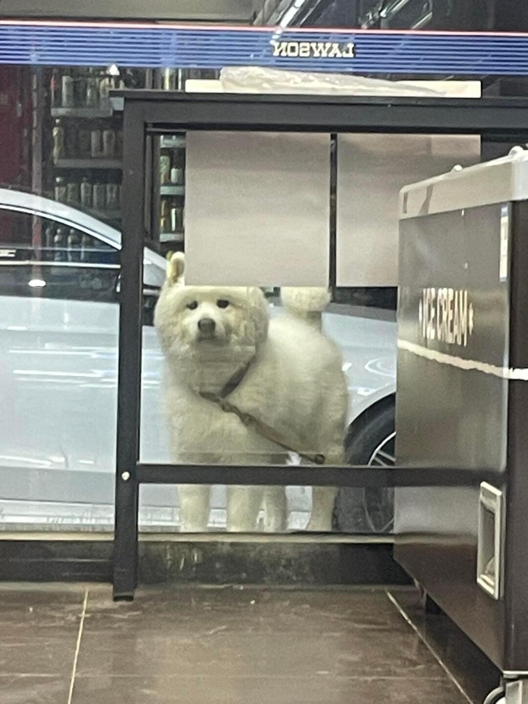 便利店外的萨摩耶很担心你，担心你吃好吃的不带他​​​