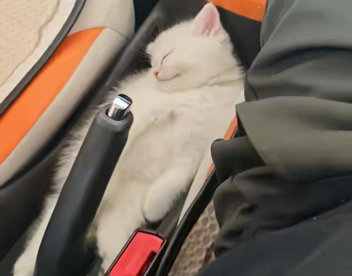 昨晚忘关车门，今天上车发现我常喂的那只小白流浪猫，居然四仰八叉在手刹旁的储物盒里