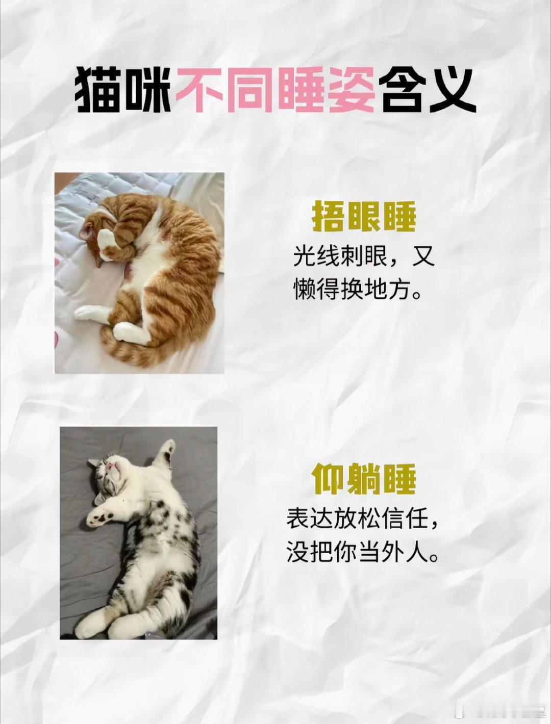 猫咪不同睡姿表达的含义猫咪每天居然要睡12-16小时！有的“嗜睡鬼”甚至能睡