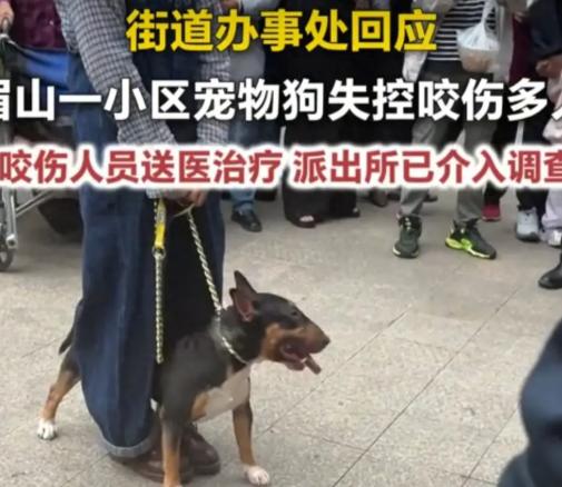 太吓人了！一条烈性犬竟把整个小区搅得人仰马翻！近日，四川眉山仁寿县中城国际社区，