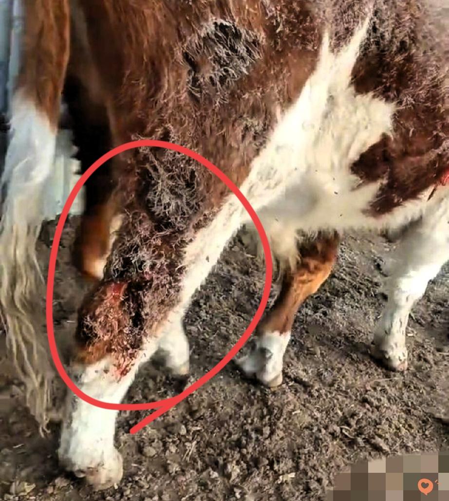 生态变好是喜事，但谁来接住村民的“惊魂夜”？吉林珲春这只下山“进货”的东北虎