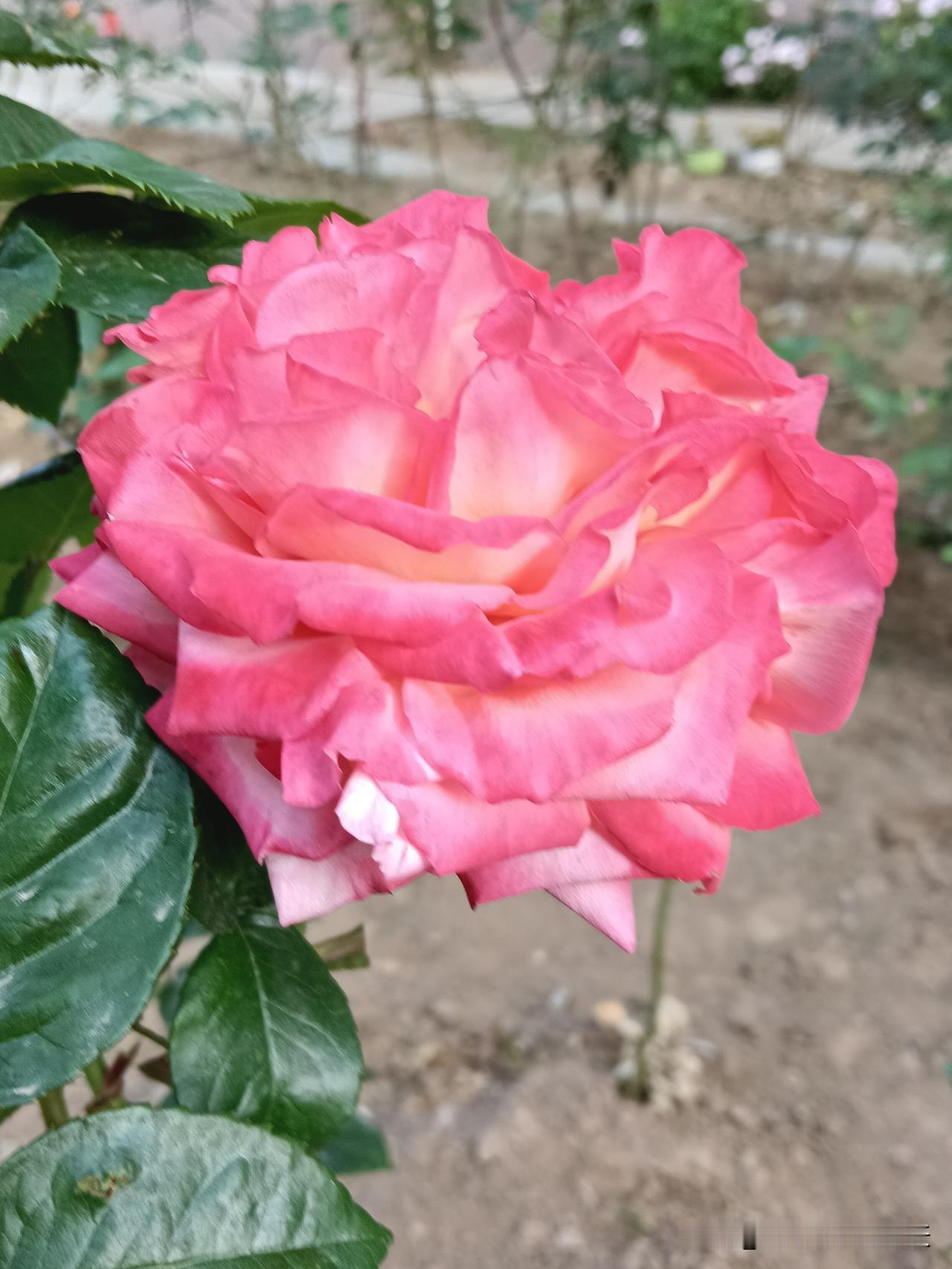 一位医生说：“吃得少真的能翻盘！​​1. 吃得少，肚子不鼓，体态更精神2.