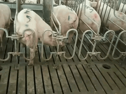 高智商的猪，假如知道自己最后的命运，是痛苦还是认为这就是宿命所在？