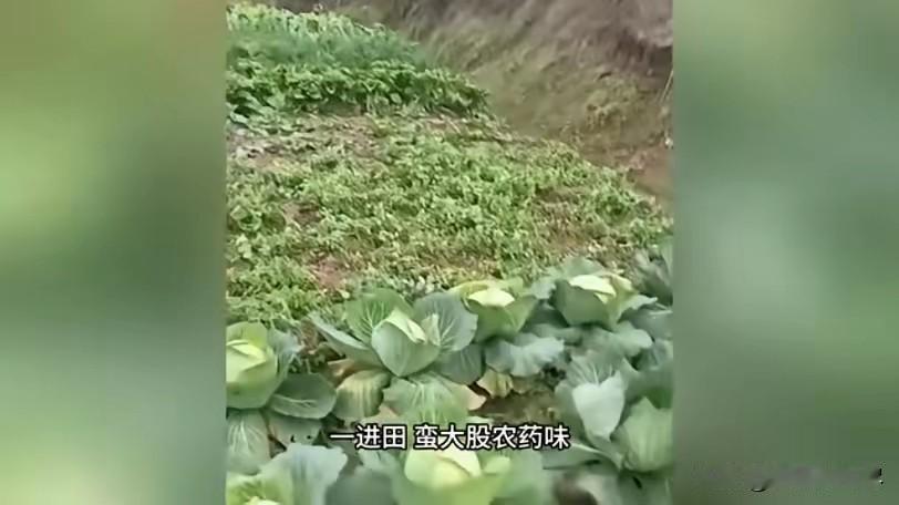 “严查到底！”12月15日，四川达州，一女子到自家菜地摘菜时，闻到一股强烈的农药