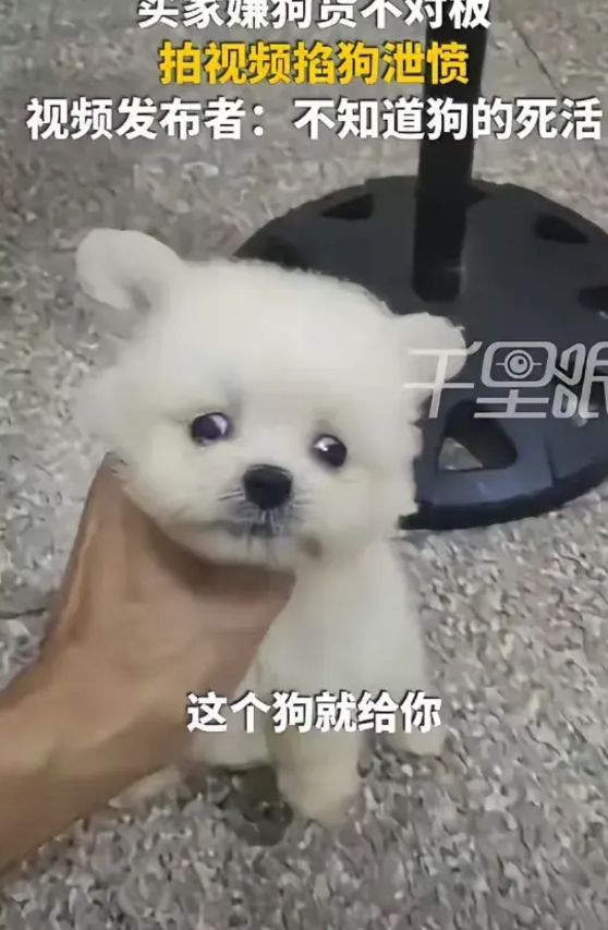 福建一男子，花400元在网上购买茶杯犬。收到狗后，他称这并非自己在视频里挑选的那