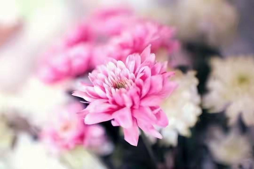 奉劝天下夫妻，能过就好好过，不能过也得将就着过，最好别离婚。这句话听起来似乎平淡