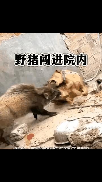 以后看大门得换成野猪啦。