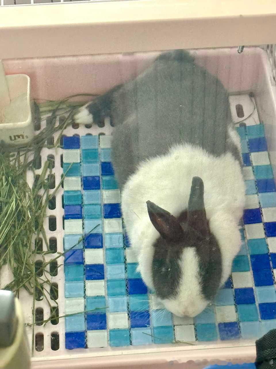 14294🐇【此】乃何物