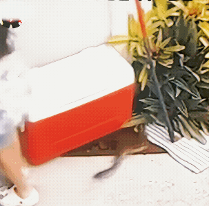 嘴巴涨的真大，差一点点，小女孩子就可能就被它咬到了。隔着屏幕都感觉到小女孩子吓