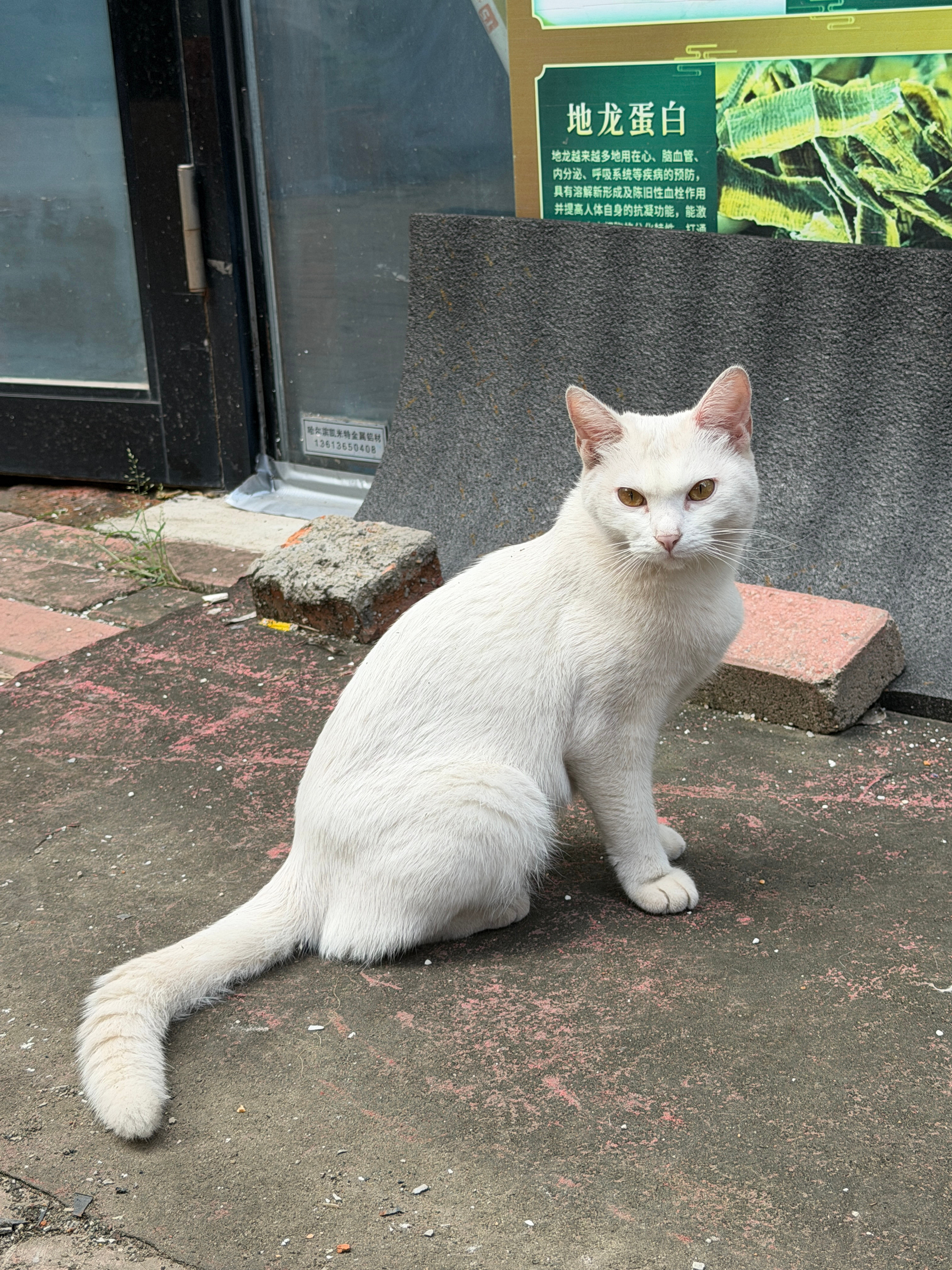 昨天遇见的流浪咪，喂了她两根猫条之后让我摸摸，还在地下打滚，猫咪全身都是白的眼睛