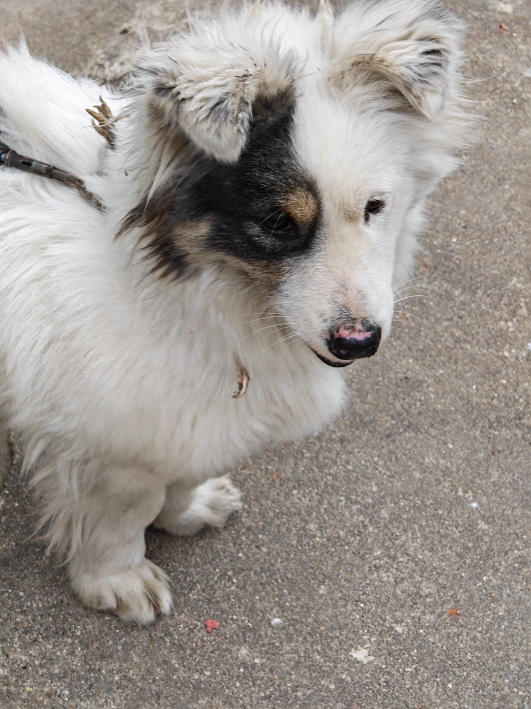 这狗脸有点酷，一半白一半花