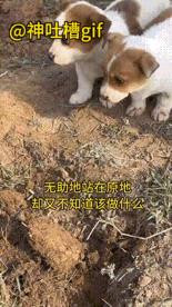 遇到了好心人：路上发现两只小狗趴在狗妈妈的身上，走近一看，原来狗妈妈不幸遭遇了意