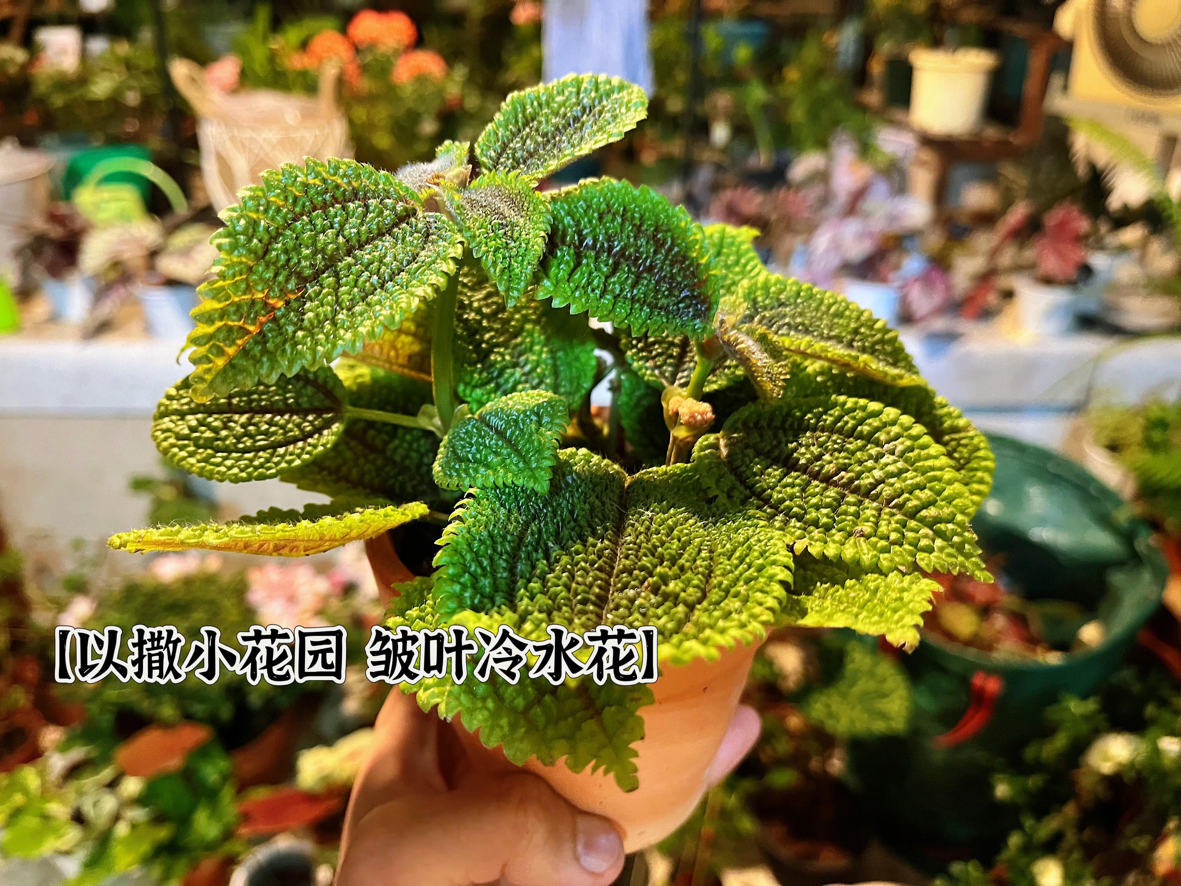 【皱叶冷水花Pileamollis】花很怪，叶更怪的一种小绿植，可能原生地在南