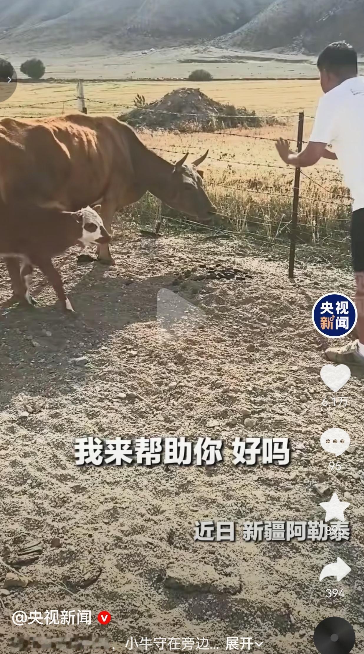 真别再说动物没有感情，有些牵挂，早就刻进骨头缝里了。近日，在新疆阿勒泰。那