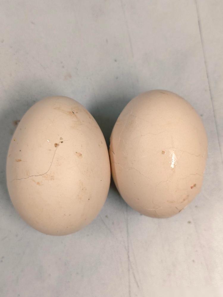 每天早餐，我有个雷打不动的习惯就是煮两个土鸡蛋揣包里带上班，上午九十点肚子饿