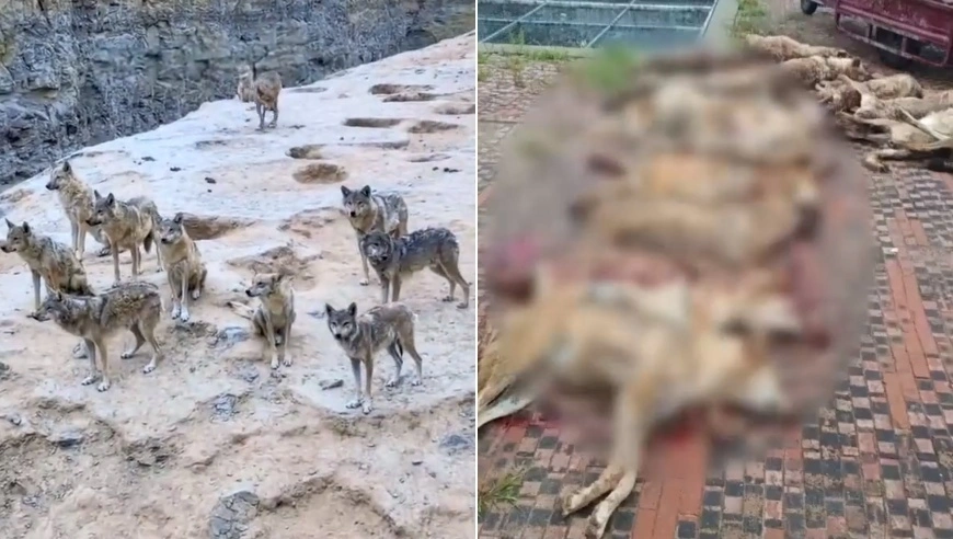 陕西榆林人工饲养狼犬外逃，当地：目前击毙6条，未逃的15条遭全面扑杀陕西榆林一