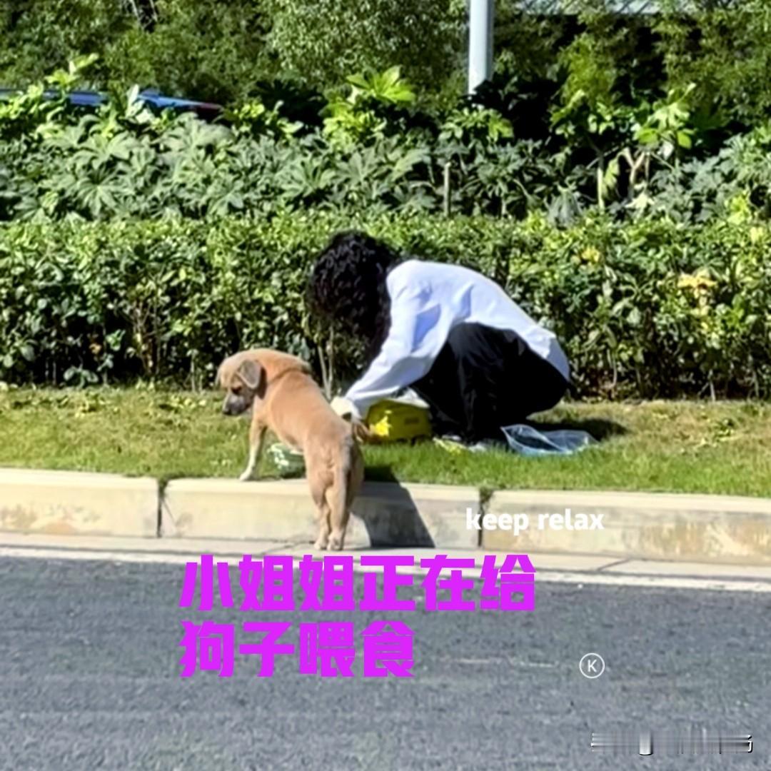 四川绵阳的一位小姐姐，每天上下班路过此处，都会遇到一只狗子。狗子哪里也不去，就像