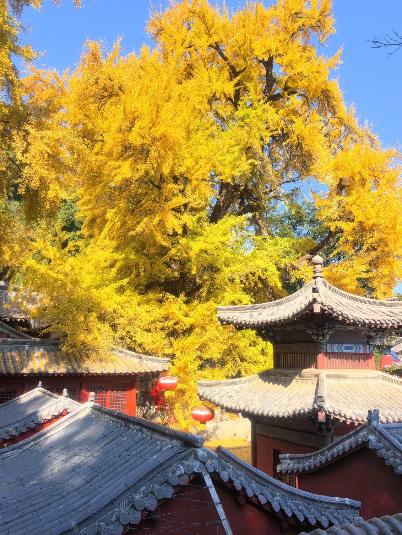 晒图笔记大赛行囊太小，秋色太过浓重，实在装不下整个秋天。杏好，一撇之间，就撞见了