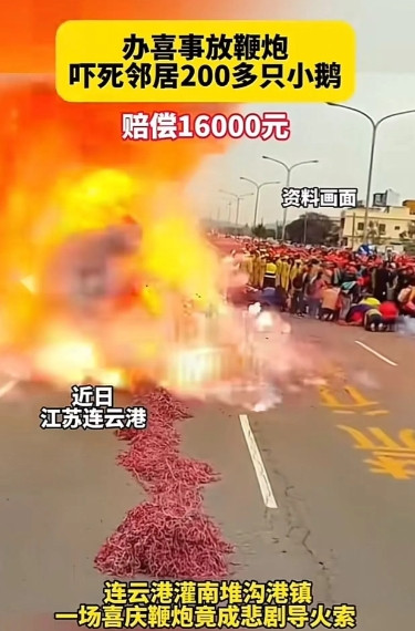 邻居家办喜事放鞭炮，“吓死”隔壁养殖场200多只小鹅！养殖户：“必须赔偿我的损失