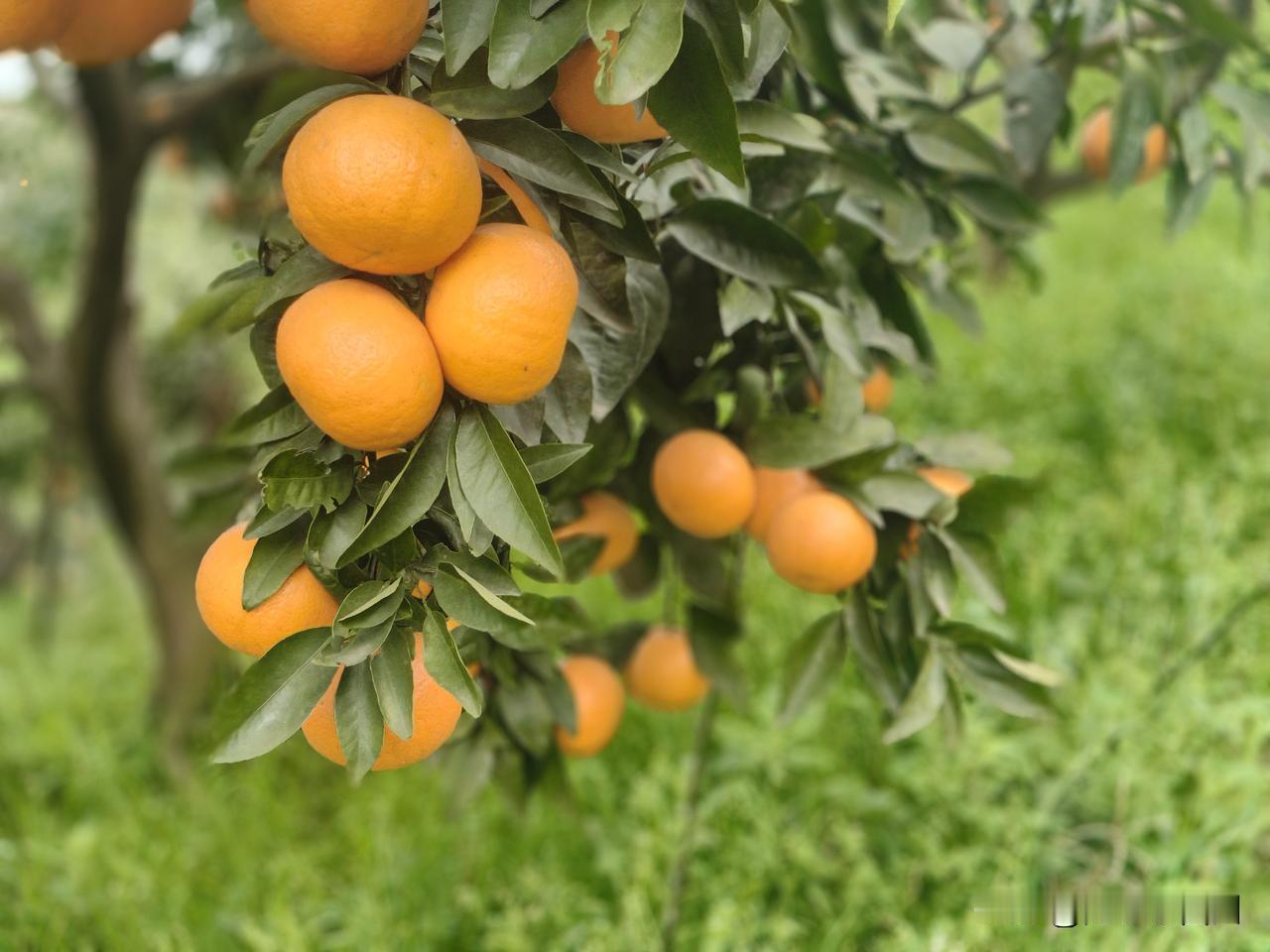 一碗水端不平，寒了婆婆心儿媳给亲妈八千过年费，转头给婆婆递来年货清单，让婆