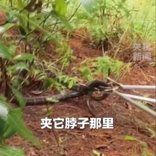 刷到这条新闻的时候，我手里刚端起的茶杯都差点没拿稳，云南临沧的村民在自家茶园里转
