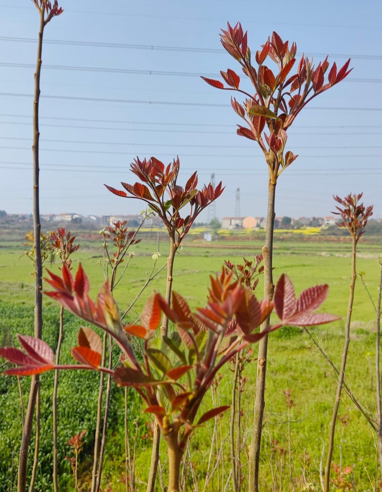 这不是香椿！不是香椿！不是香椿！！！重要的事情说三遍，最近确实是吃椿芽的季节