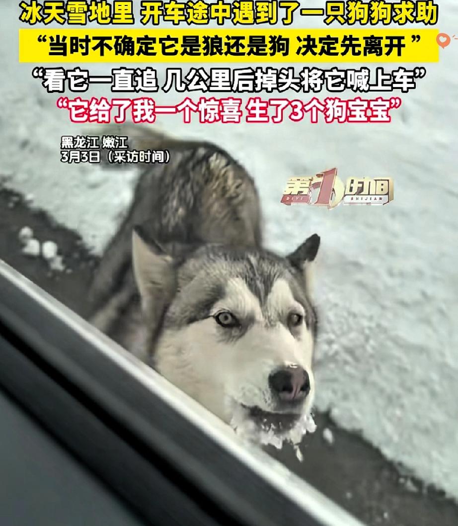 零下十几度的黑龙江乡间路，一只“疑似狼”的身影拦路徘徊，谁能想到这竟是场生命对善