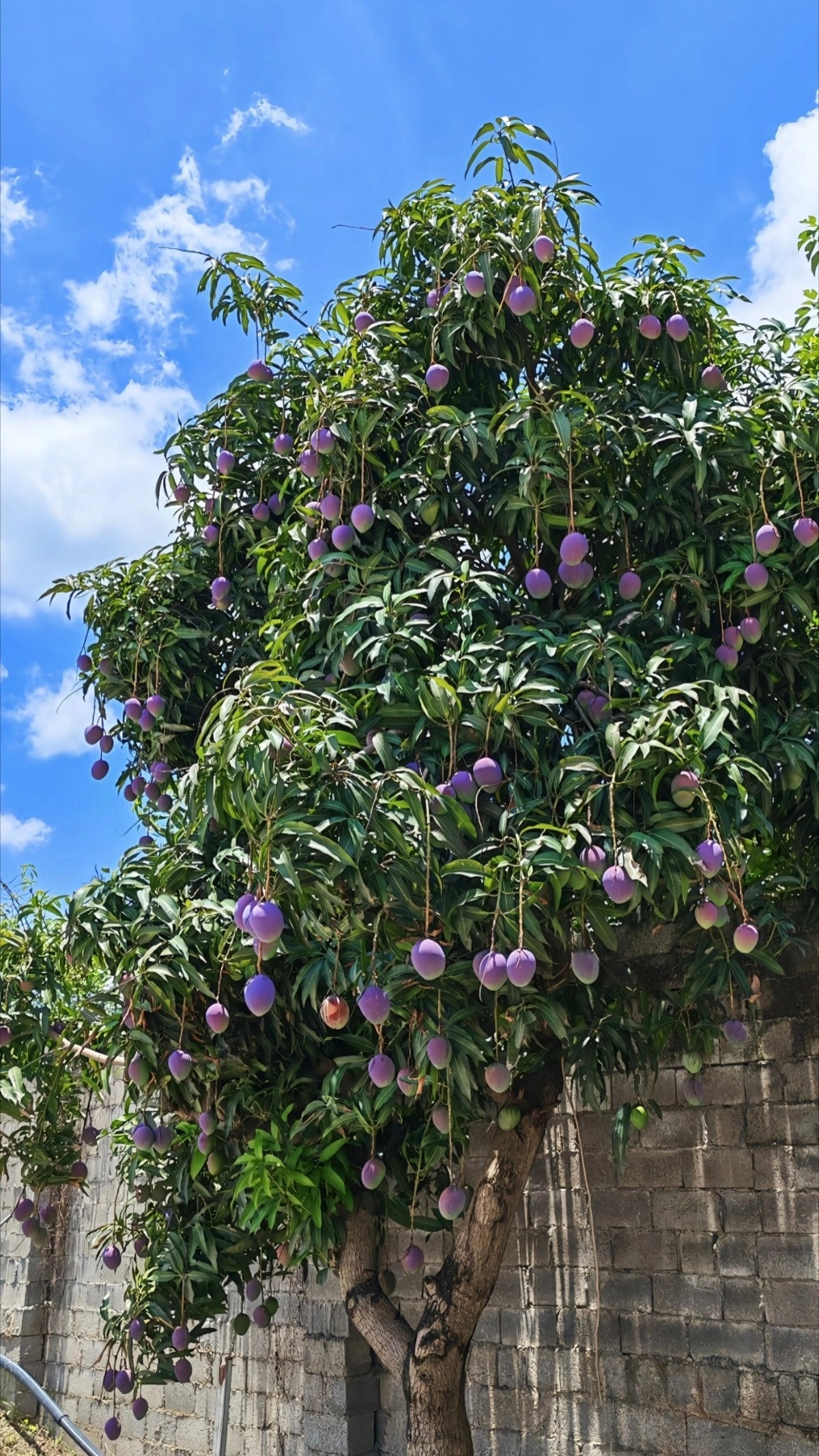 第一次见紫色的芒果​​​