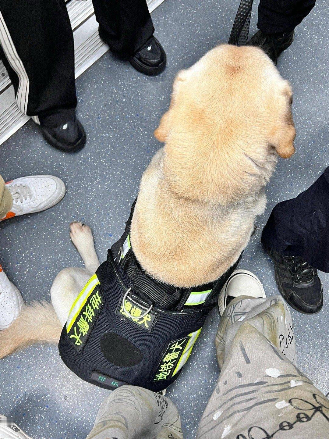 这位警犬同志，我要投诉你，你压到我脚了。​​​