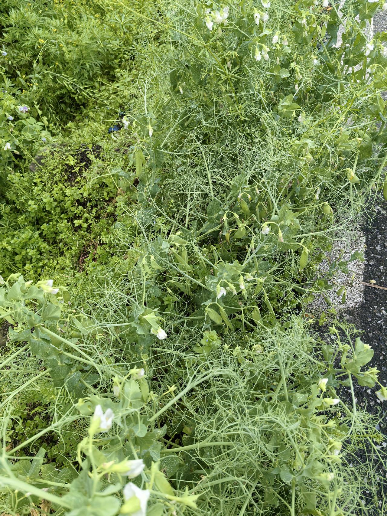 荷兰豆以为漂洋过海来的！原来长在这里！超市里“荷兰豆”鲜见，菜场里几无踪影。