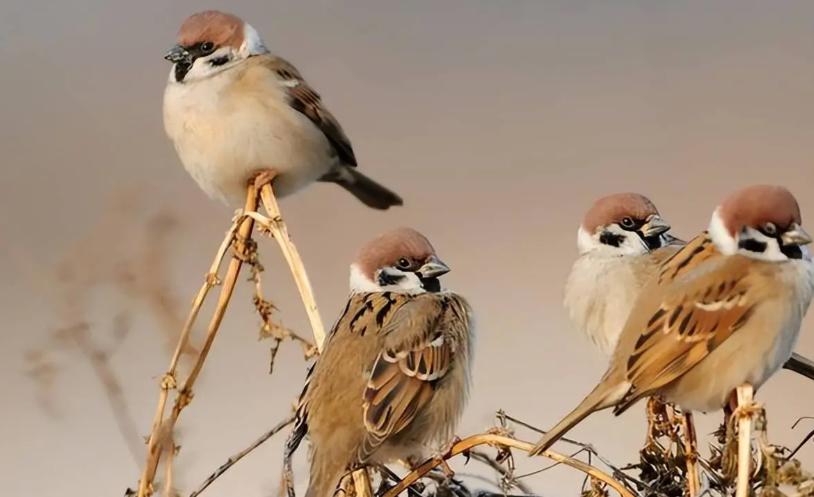 有人养麻雀，不为了吃肉，就盯着它屁股底下那点粪，晒干了，捻成粉，一斤能卖上百块，