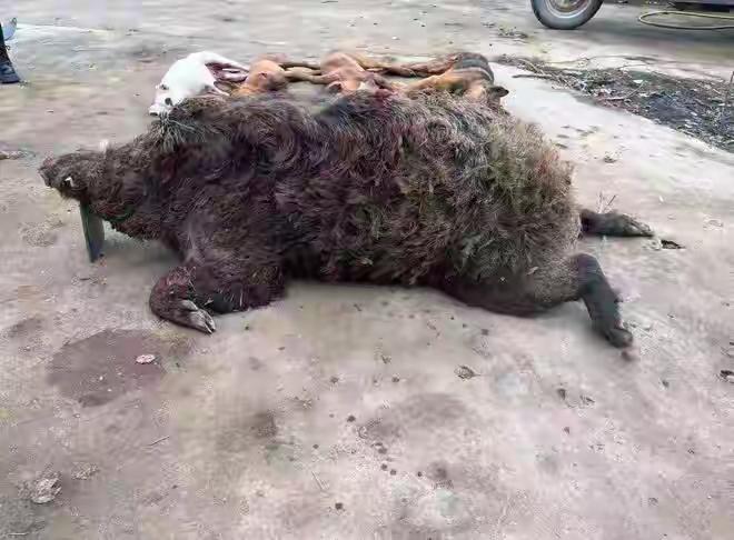 12条猎犬围捕400斤大野猪时4条不幸牺牲损失3万余元来源：华商网在那