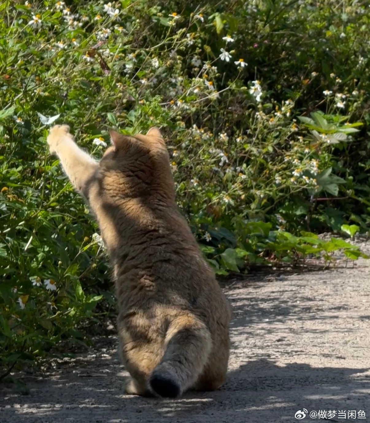 猜猜这是什么小动物呀