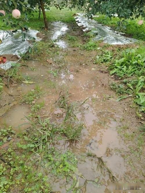 烟台果农愁断肠，暴雨泡烂满树果，谁来赔这“天灾”账？王女士站在果园里，脚边全