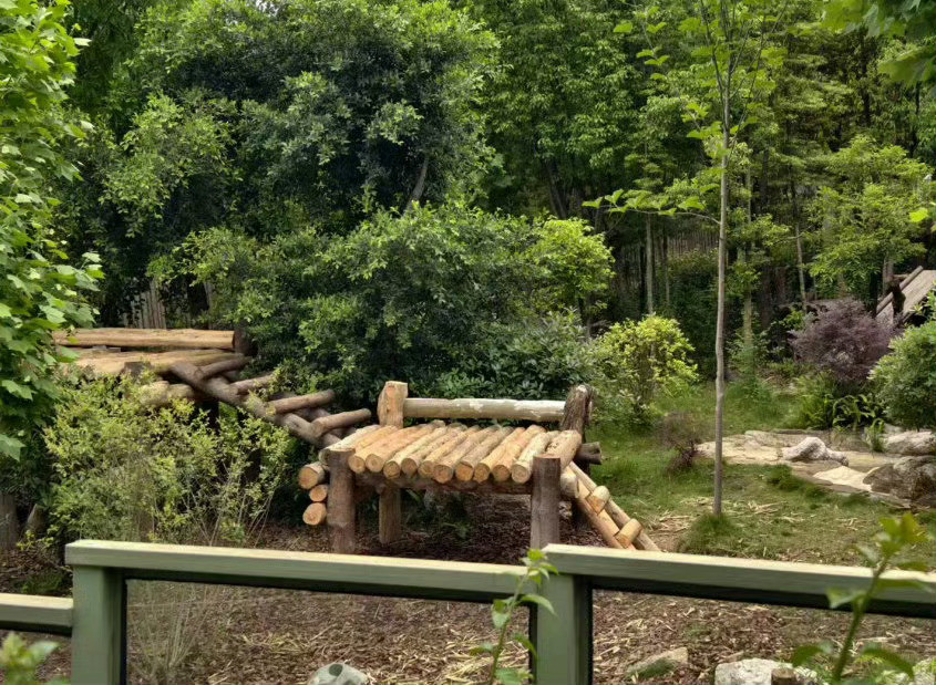 这届熊猫都有自己的小心思了起猛了在成都街头偶遇大熊猫某只熊猫凌晨扛着竹叶背包“