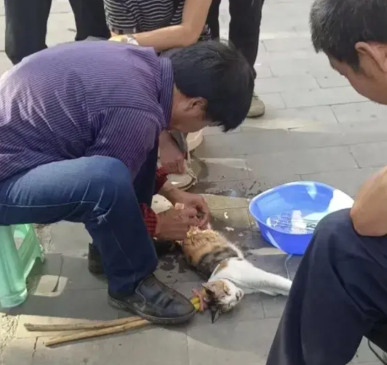 救命...我真的受不了了！早上上班看到一堆人在看热闹，同时还发出猫的惨叫声，天生