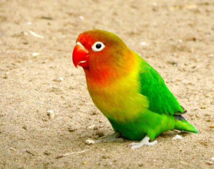 牡丹鹦鹉：<em>爱情鸟</em>里的“恋爱脑”养护有讲究！