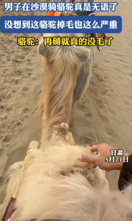 真没见过这么手欠又没常识的人！一名男子骑骆驼时，嫌弃骆驼掉毛严重，随手撕扯