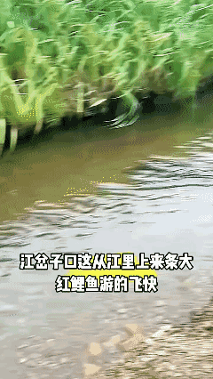 红色的野生鲤鱼，少见吧[哭哭]