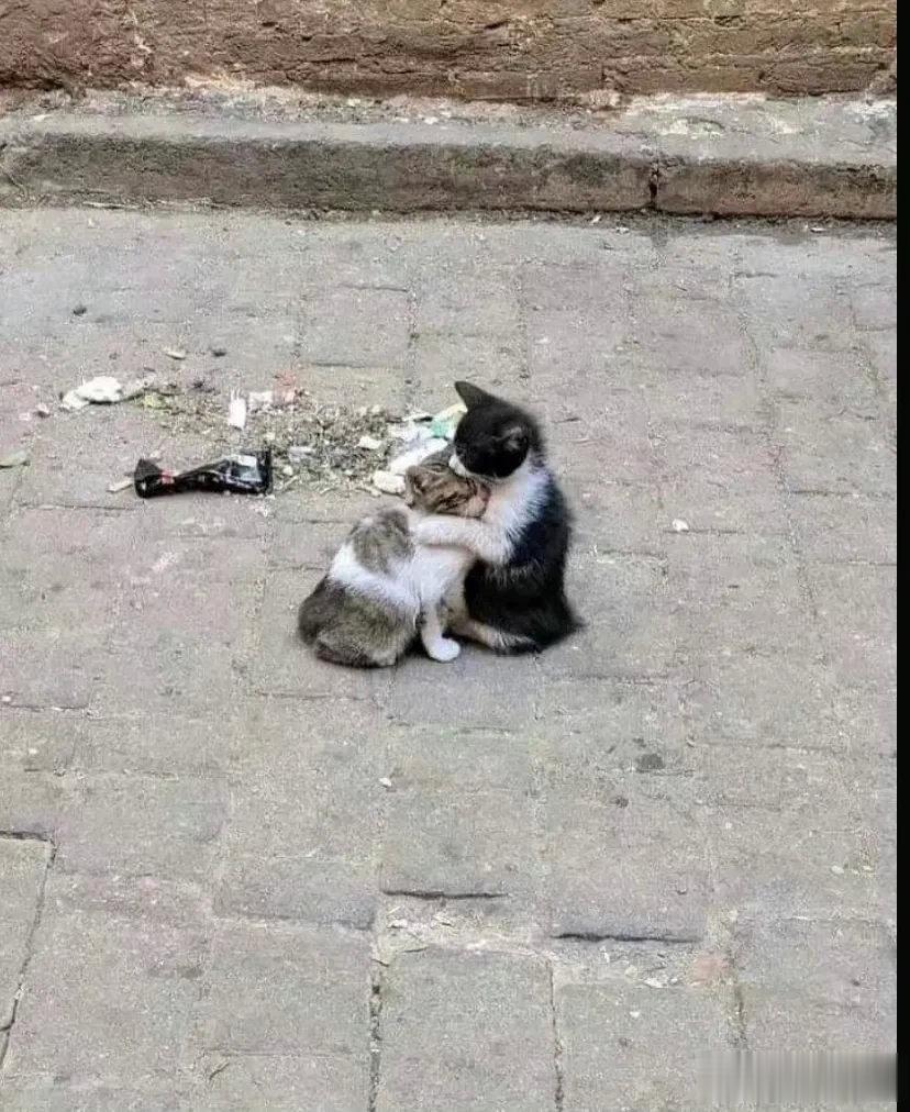 摸摸头，你才不是没人要的流浪小猫呢，是我的宝贝！