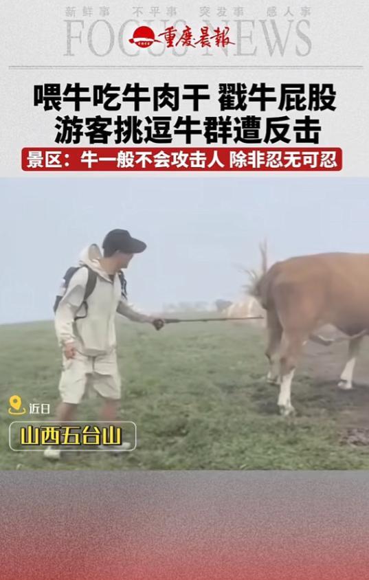 山西忻州，一男游客在景区游玩时，看见一群牛，他想恶搞一下，就掏出一包牛肉干喂牛嘴