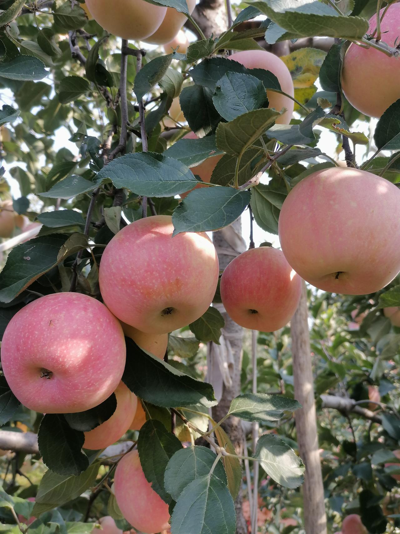 周末的清晨，阳光温柔地洒在大地上，我和家人驱车前往郊外的苹果园。一路上，秋风轻拂