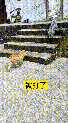 哎呀妈呀老铁快看！灰猫在前边走得好好的，胖橘悄悄跟在后头上台阶灰猫一回头，以
