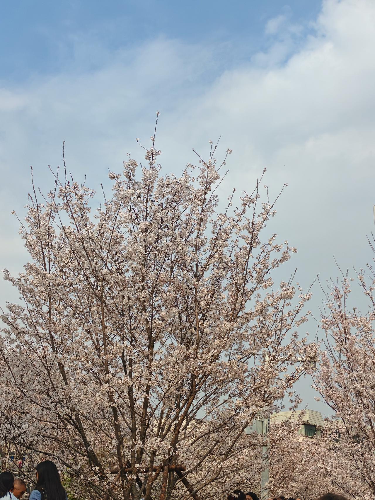 好在昨天趁着春光去看了樱花、紫玉兰，总算不负春光不负己。