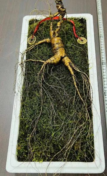 1981年，东北长白山惊现一株重超7两，价值200万的老山参，十分的罕见，后来被