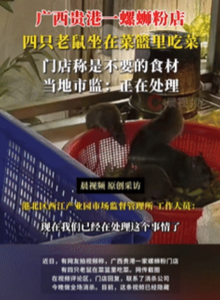 太恶心了！广西贵港，一顾客去螺蛳粉店吃饭的时候，竟意外撞见菜篮里，有四只大老鼠正