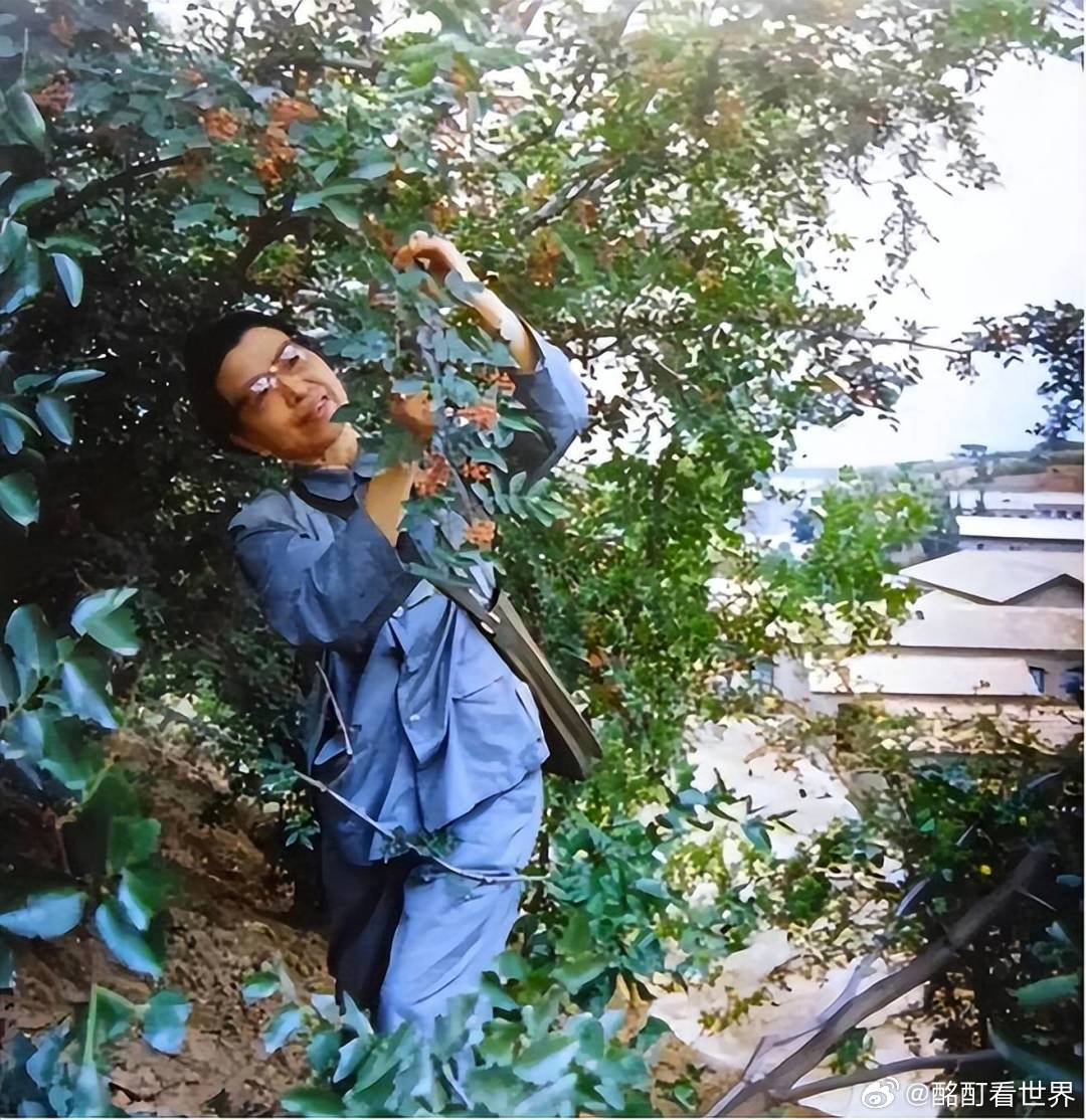 老照片江青在大寨的田间地头体验农村生活。这是她在大寨虎头山学习农民采摘花椒。照片