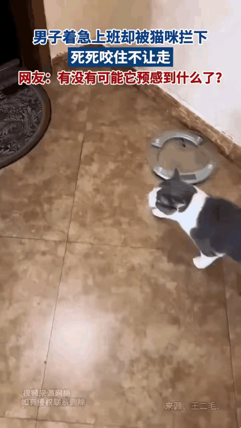 猫咪拦门咬衣袖不是捣乱，是用生命在给你发预警！千万别嫌它耽误事